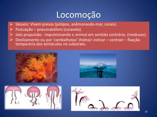 Locomoção
 Sésseis: Vivem presos (pólipos, anêmonasdo-mar, corais).
 Flutuação – pneumatóforo (caravela).
 Jato propulsão: impulsionando o animal em sentido contrário. (medusas).
 Deslizamento ou por ‘cambalhotas’ (hidra)= esticar – contrair – fixação
temporária dos tentáculos no substrato.
35
 