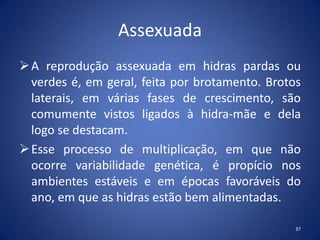 Assexuada
A reprodução assexuada em hidras pardas ou
verdes é, em geral, feita por brotamento. Brotos
laterais, em várias fases de crescimento, são
comumente vistos ligados à hidra-mãe e dela
logo se destacam.
Esse processo de multiplicação, em que não
ocorre variabilidade genética, é propício nos
ambientes estáveis e em épocas favoráveis do
ano, em que as hidras estão bem alimentadas.
37
 