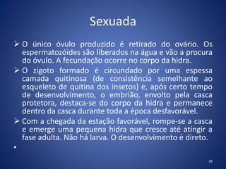 Sexuada
 O único óvulo produzido é retirado do ovário. Os
espermatozóides são liberados na água e vão a procura
do óvulo. A fecundação ocorre no corpo da hidra.
 O zigoto formado é circundado por uma espessa
camada quitinosa (de consistência semelhante ao
esqueleto de quitina dos insetos) e, após certo tempo
de desenvolvimento, o embrião, envolto pela casca
protetora, destaca-se do corpo da hidra e permanece
dentro da casca durante toda a época desfavorável.
 Com a chegada da estação favorável, rompe-se a casca
e emerge uma pequena hidra que cresce até atingir a
fase adulta. Não há larva. O desenvolvimento é direto.
•
39
 