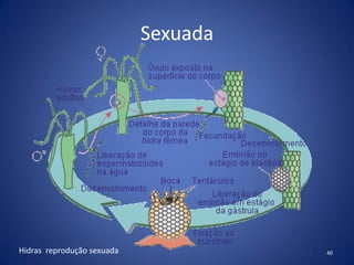 Sexuada
40Hidras reprodução sexuada
 