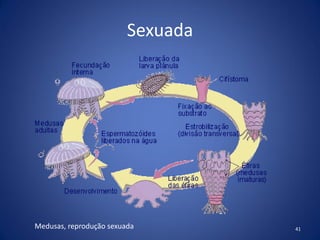 Sexuada
41Medusas, reprodução sexuada
 