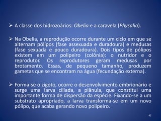  A classe dos hidrozoários: Obelia e a caravela (Physalia).
 Na Obelia, a reprodução ocorre durante um ciclo em que se
alternam pólipos (fase assexuada e duradoura) e medusas
(fase sexuada e pouco duradoura). Dois tipos de pólipos
existem em um polipeiro (colônia): o nutridor e o
reprodutor. Os reprodutores geram medusas por
brotamento. Essas, de pequeno tamanho, produzem
gametas que se encontram na água (fecundação externa).
 Forma-se o zigoto, ocorre o desenvolvimento embrionário e
surge uma larva ciliada, a plânula, que constitui uma
importante forma de dispersão da espécie. Fixando-se a um
substrato apropriado, a larva transforma-se em um novo
pólipo, que acaba gerando novo polipeiro.
42
 