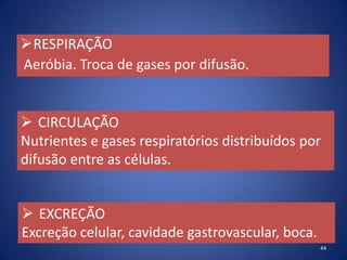 RESPIRAÇÃO
Aeróbia. Troca de gases por difusão.
44
 CIRCULAÇÃO
Nutrientes e gases respiratórios distribuídos por
difusão entre as células.
 EXCREÇÃO
Excreção celular, cavidade gastrovascular, boca.
 
