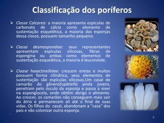 Classificação dos poríferos
 Classe Calcarea: a maioria apresenta espículas de
carbonato de cálcio como elemento de
sustentação esquelética, a maioria das esponjas
dessa classe, possuem tamanho pequeno.
 Classe desmospondiae: seus representantes
apresentam espículas silicosas, fibras de
espongina ou ambas como elementos de
sustentação esquelética, a maioria é leuconóide.
 Claase hexactinellidae: crescem eretas e muitos
possuem forma cilíndrica, seus elementos de
sustentação são espículas silicosas.Um casal de
camarão do gêneroEupletella ainda jovens,
penetram pelo ósculo da esponja e passa a viver
na espongiocela, onde obtêm abrigo e alimento.
Ao crescer, os camarões não conseguem mais sair
do átrio e permanecem ali até o final de suas
vidas. Os filhos do casal, abandonam a ''casa'' dos
pais e vão colonizar outra esponja.
•
5
 