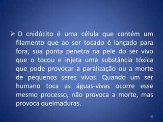  O cnidócito é uma célula que contém um
filamento que ao ser tocado é lançado para
fora, sua ponta penetra na pele do ser vivo
que o tocou e injeta uma substância tóxica
que pode provocar a paralização ou a morte
de pequenos seres vivos. Quando um ser
humano toca as águas-vivas ocorre esse
mesmo processo, não provoca a morte, mas
provoca queimaduras.
50
 