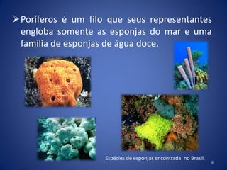 Poríferos é um filo que seus representantes
engloba somente as esponjas do mar e uma
família de esponjas de água doce.
6
Espécies de esponjas encontrada no Brasil.
 