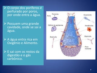  O corpo dos poríferos é
perfurado por poros,
por onde entra a água.
 Possuem uma grande
cavidade, onde se sai a
água.
 A água entra rica em
Oxigênio e Alimento.
 E sai com os restos da
digestão e o gás
carbônico.
8
 