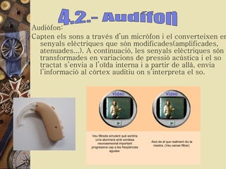 Audiòfon:  Capten els sons a través d’un micròfon i el converteixen en senyals elèctriques que són modificades(amplificades, atenuades...). A continuació, les senyals elèctriques són transformades en variacions de pressió acústica i el so tractat s’envia a l’oïda interna i a partir de allà, envia l’informació al còrtex auditiu on s’interpreta el so. 4.2.- Audífon           Veu filtrada simulant què sentiria un/a alumne/a amb sordesa neurosensorial important progressiva cap a les freqüències agudes  Això és el que realment diu la mestra. (Veu sense filtrar)  