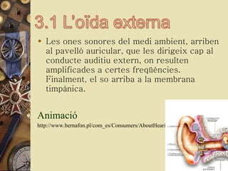 Les ones sonores del medi ambient, arriben al pavelló auricular, que les dirigeix cap al conducte auditiu extern, on resulten amplificades a certes freqüències. Finalment, el so arriba a la membrana timpànica. Animació http://www.bernafon.pl/com_es/Consumers/AboutHearing/HowDoes 