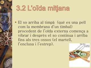El so arriba al timpà  (què es una pell com la membrana d’un timbal) procedent de l’oïda externa comença a vibrar i desprès el so continua i arriba fins als tres ossos (el martell, l’enclusa i l’estrep). 