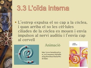 L’estrep expulsa el so cap a la còclea, i quan arriba el so les cèl·lules ciliades de la còclea es mouen i envia impulsos al nervi auditiu i l’envia cap al cervell  Animació http://www.bernafon.pl/com_es/Consumers/AboutHearing/HowDoesTheEarWork/Index 