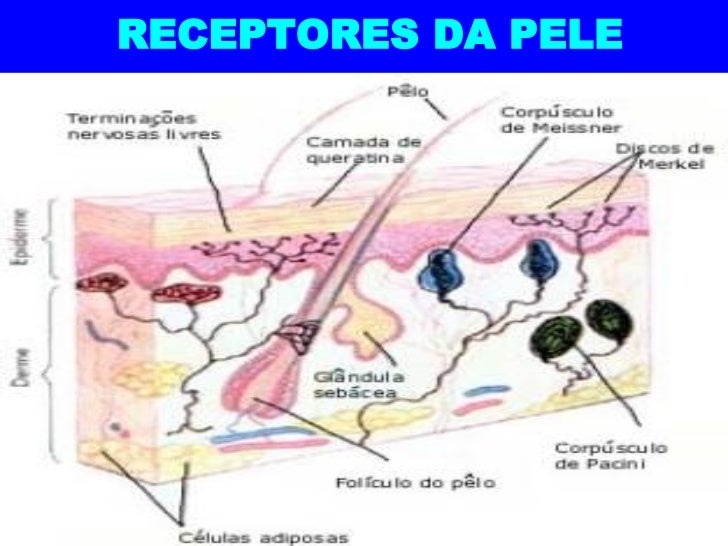 Em Que Parte Da Pele Ficam Os Receptores Sensoriais