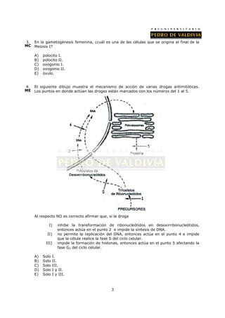 3. En la gametogénesis femenina, ¿cuál es una de las células que se origina al final de la
MC Meiosis I?

     A)   polocito I.
     B)   polocito II.
     C)   ovogonio I.
     D)   ovogonio II.
     E)   óvulo.


4.   El siguiente dibujo muestra el mecanismo de acción de varias drogas antimitóticas.
ME   Los puntos en donde actúan las drogas están marcados con los números del 1 al 5.




     Al respecto NO es correcto afirmar que, si la droga

             I)     inhibe la transformación de ribonucleótidos en desoxirribonucleótidos,
                    entonces actúa en el punto 2 e impide la síntesis de DNA.
            II)     no permite la replicación del DNA, entonces actúa en el punto 4 e impide
                    que la célula realice la fase S del ciclo celular.
           III)     impide la formación de histonas, entonces actúa en el punto 5 afectando la
                    fase G2 del ciclo celular.

     A)   Solo   I.
     B)   Solo   II.
     C)   Solo   III.
     D)   Solo   I y II.
     E)   Solo   I y III.



                                                3
 