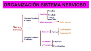 ORGANIZACIÓN SISTEMA NERVIOSO
Bulbo raquídeo
 