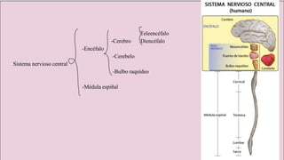 Teleencéfalo
-Cerebro Diencéfalo
-Encéfalo
-Cerebelo
Sistema nervioso central
-Bulbo raquídeo
-Médula espiñal
 