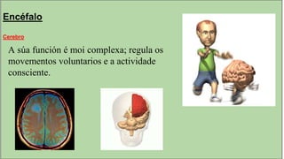 Encéfalo
Cerebro
A súa función é moi complexa; regula os
movementos voluntarios e a actividade
consciente.
 
