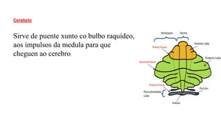 Cerebelo
Sirve de puente xunto co bulbo raquídeo,
aos impulsos da medula para que
cheguen ao cerebro.
 