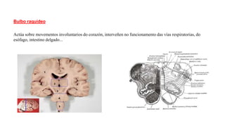 Bulbo raquídeo
Actúa sobre movementos involuntarios do corazón, interveñen no funcionamento das vías respiratorias, do
esófago, intestino delgado...
 