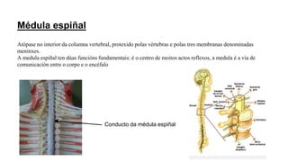 Médula espiñal
Atópase no interior da columna vertebral, protexido polas vértebras e polas tres membranas denominadas
meninxes.
A medula espiñal ten dúas funcións fundamentais: é o centro de moitos actos reflexos, a medula é a vía de
comunicación entre o corpo e o encéfalo
Conducto da médula espiñal
 