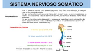 SISTEMA NERVIOSO SOMÁTICO
Nervios espiñaís
-Son 31 pares de nervios, cada membro da parella vai a unha parte do corpo, e saen por
cada un dos lados da medula.
-Os que envían información sensorial (tacto, dor) dende tronco e as extremidades cara ao
sistema nervioso central a través da médula espiñal, son as raíces dorsales, (teñen fibras
sensitivas).
-Os que envían información da posición e o estado da musculatura e as articulacións do
tronco e as articulacións para o control da musculatura esquelética reciben o nome de
raíces ventrales (teñen fibras motoras) .
Pares de Nervios Espiñais
8 Cervical (nuca) del C1 al C8
12 Dorsal (espalda) del D1 al D12
5 Lumbar (espalda baja) del L1 al L5
5 Sacra (final de espalda) del S1 al S5
1 Cóccix donde sólo se encuentra el nervio coccígeo
 