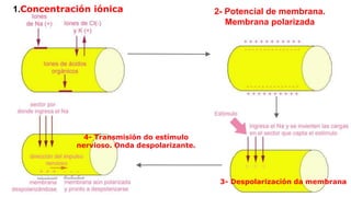 1.Concentración iónica
4- Transmisión do estímulo
nervioso. Onda despolarizante.
2- Potencial de membrana.
Membrana polarizada
3- Despolarización da membrana
 
