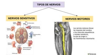 TIPOS DE NERVIOS
NERVIOS MOTORESNERVIOS SENSITIVOS
 