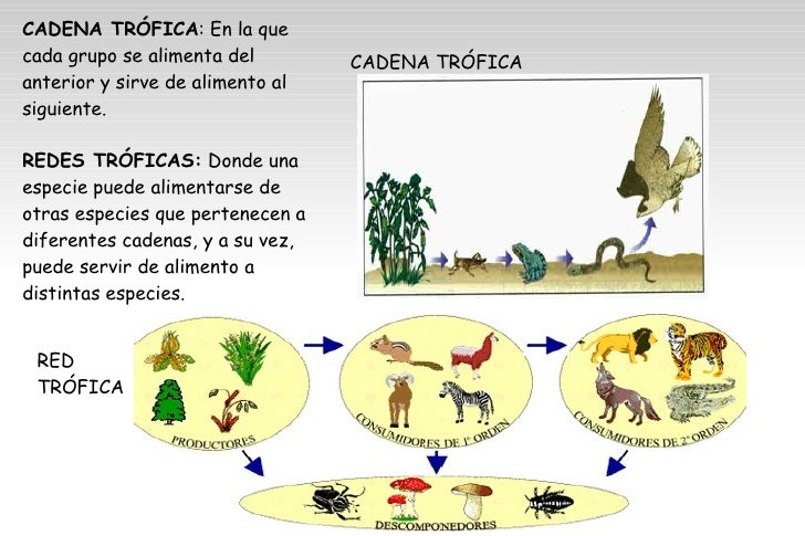 cadena trofica bosque boreal biologia presentacion ecosistemas cadena trofica bosque boreal biologia presentacion ecosistemas