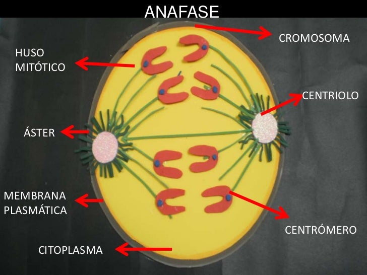 mitosis anafase biologia presentacion mitosis mitosis anafase biologia presentacion mitosis