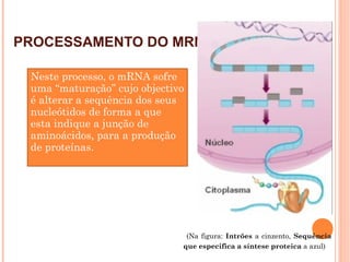 PROCESSAMENTO DO MRNA
(Na figura: Intrões a cinzento, Sequência
que especifica a síntese proteica a azul)
۟Neste processo, o mRNA sofre
uma “maturação” cujo objectivo
é alterar a sequência dos seus
nucleótidos de forma a que
esta indique a junção de
aminoácidos, para a produção
de proteínas.
 