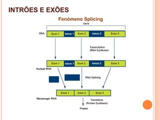 INTRÕES E EXÕES
Fenómeno Splicing
 