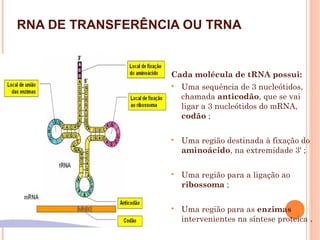 RNA DE TRANSFERÊNCIA OU TRNA
Cada molécula de tRNA possui:

Uma sequência de 3 nucleótidos,
chamada anticodão, que se vai
ligar a 3 nucleótidos do mRNA,
codão ;

Uma região destinada à fixação do
aminoácido, na extremidade 3' ;

Uma região para a ligação ao
ribossoma ;

Uma região para as enzimas
intervenientes na síntese proteica .
 
