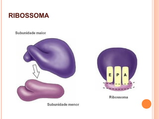 RIBOSSOMA
 
