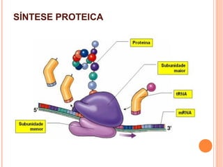 SÍNTESE PROTEICA
 