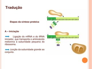Etapas da síntese proteica
A – Iniciação
Ligação do mRNA e do tRNA
iniciador, que transporta o aminoácido
metionina à subunidade pequena do
ribossoma.
Junção da subunidade grande ao
conjunto.
Tradução
 