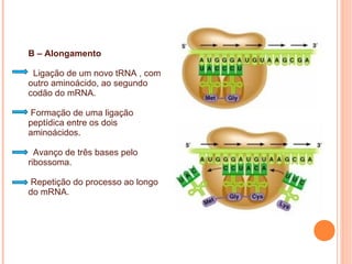 B – Alongamento
Ligação de um novo tRNA , com
outro aminoácido, ao segundo
codão do mRNA.
Formação de uma ligação
peptídica entre os dois
aminoácidos.
Avanço de três bases pelo
ribossoma.
Repetição do processo ao longo
do mRNA.
 