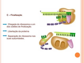 C – Finalização
Chegada do ribossoma a um
dos codões de finalização.
Libertação da proteína
Separação do ribossoma nas
suas subunidades.
 