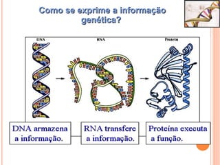 Como se exprime a informaçãoComo se exprime a informação
genética?genética?
 