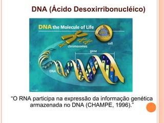 “O RNA participa na expressão da informação genética
armazenada no DNA (CHAMPE, 1996).”
DNA (Ácido Desoxirribonucléico)
 