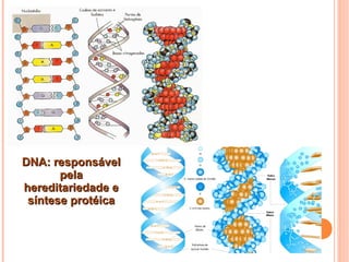 DNA: responsávelDNA: responsável
pelapela
hereditariedade ehereditariedade e
síntese protéicasíntese protéica
 