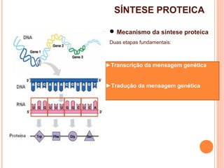 SÍNTESE PROTEICA
 Mecanismo da síntese proteica
Duas etapas fundamentais:
►Transcrição da mensagem genética
►Tradução da mensagem genética
 