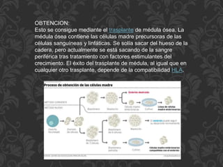 OBTENCION:
Esto se consigue mediante el trasplante de médula ósea. La
médula ósea contiene las células madre precursoras de las
células sanguíneas y linfáticas. Se solía sacar del hueso de la
cadera, pero actualmente se está sacando de la sangre
periférica tras tratamiento con factores estimulantes del
crecimiento. El éxito del trasplante de médula, al igual que en
cualquier otro trasplante, depende de la compatibilidad HLA.
 