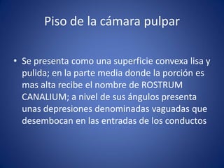 Piso de la cámara pulpar 
•Se presenta como una superficie convexa lisa y pulida; en la parte media donde la porción es mas alta recibe el nombre de ROSTRUM CANALIUM; a nivel de sus ángulos presenta unas depresiones denominadas vaguadas que desembocan en las entradas de los conductos  