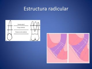 Estructura radicular  
