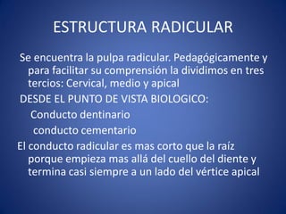 ESTRUCTURA RADICULAR 
Se encuentra la pulpa radicular. Pedagógicamente y para facilitar su comprensión la dividimos en tres tercios: Cervical, medio y apical 
DESDE EL PUNTO DE VISTA BIOLOGICO: 
Conducto dentinario 
conducto cementario 
El conducto radicular es mas corto que la raíz porque empieza mas allá del cuello del diente y termina casi siempre a un lado del vértice apical 
 