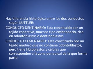 Hay diferencia histológica entre los dos conductos según KUTTLER: 
CONDUCTO DENTINARIO: Esta constituido por un tejido conectivo, mucoso tipo embrionario, rico en odontoblastos o dentinoblastos. 
CONDUCTO CEMENTARIO: Esta constituido por un tejido maduro que no contiene odontoblastos, pero tiene fibroblastos y células que corresponden a la zona periapical de la que forma parte  