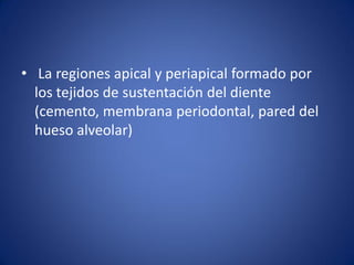 • La regiones apical y periapical formado por los tejidos de sustentación del diente (cemento, membrana periodontal, pared del hueso alveolar)  