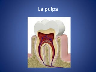 La pulpa  