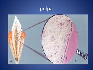 pulpa  