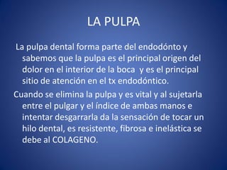 LA PULPA 
La pulpa dental forma parte del endodónto y sabemos que la pulpa es el principal origen del dolor en el interior de la boca y es el principal sitio de atención en el tx endodóntico. 
Cuando se elimina la pulpa y es vital y al sujetarla entre el pulgar y el índice de ambas manos e intentar desgarrarla da la sensación de tocar un hilo dental, es resistente, fibrosa e inelástica se debe al COLAGENO.  