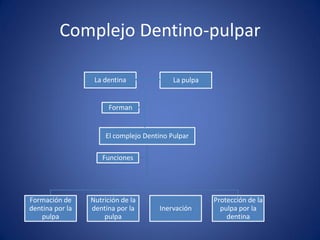 Complejo Dentino-pulpar 
La pulpa 
La dentina 
El complejo Dentino Pulpar 
Formación de dentina por la pulpa 
Nutrición de la dentina por la pulpa 
Inervación 
Protección de la pulpa por la dentina 
Funciones 
Forman  